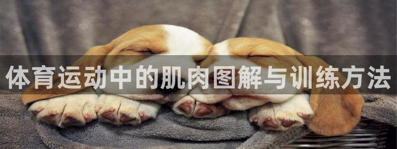 体育运动中的肌肉图解与训练方法