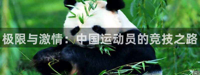 极限与激情：中国运动员的竞技之路